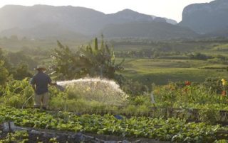 Farming Trip To Cuba