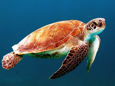 Sea Turtle