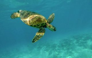 Cuba Sea Turtle Expedition