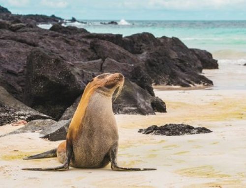 Baddies Ecoexploration of the Galapagos